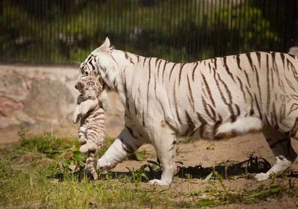 Tiger — Stockfoto