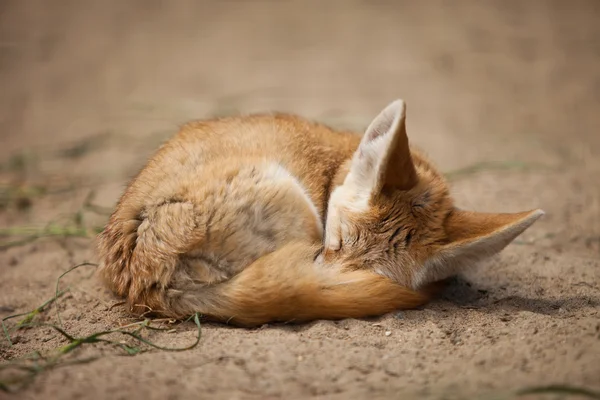 Fennec — Stockfoto