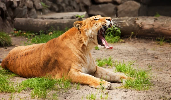 Liger — Stock Photo, Image