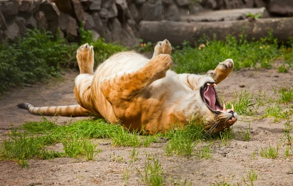 liger