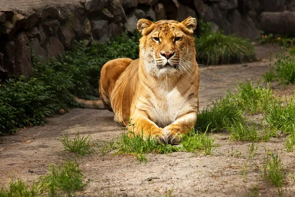 Liger — Stock fotografie