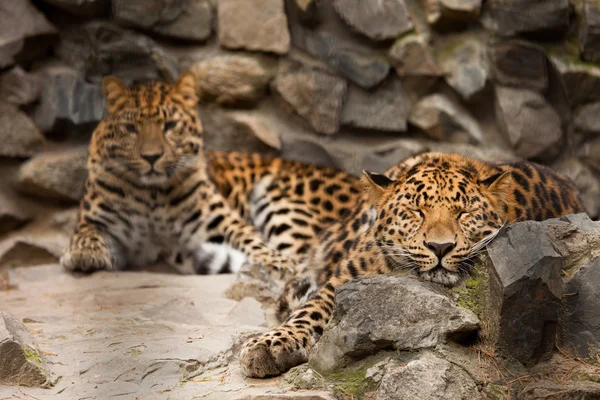 Panthera pardus leopardo — Fotografia de Stock