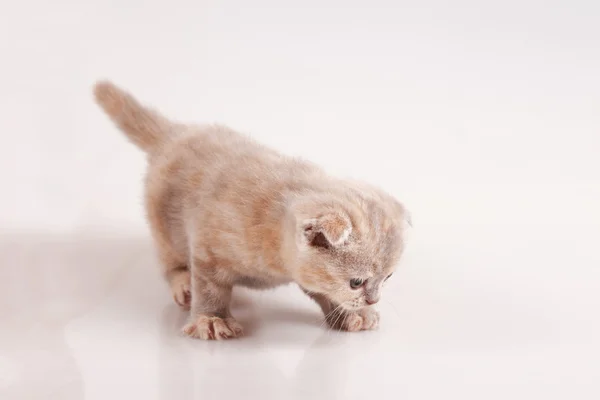 Kitten — Stock Photo, Image