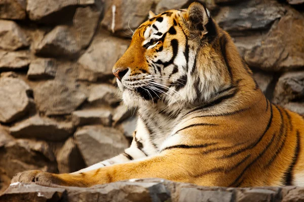 Tiger — Stockfoto