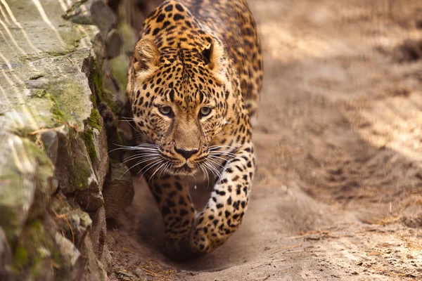 Panthera pardus leopardo — Fotografia de Stock