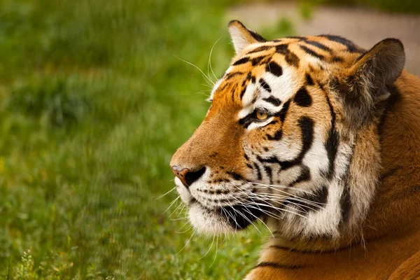 Tiger — Stock Photo, Image