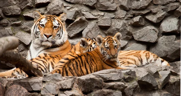 Tigres. — Foto de Stock