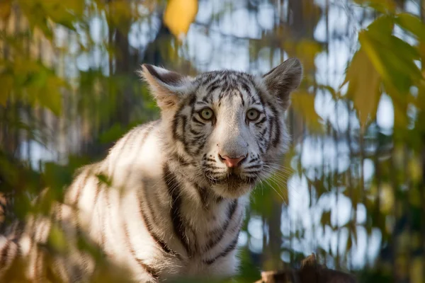 Małego tygryska — Zdjęcie stockowe
