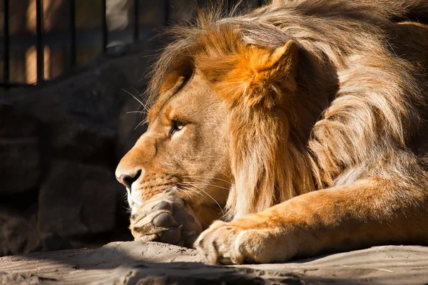 Pensive lion — Stock Photo, Image