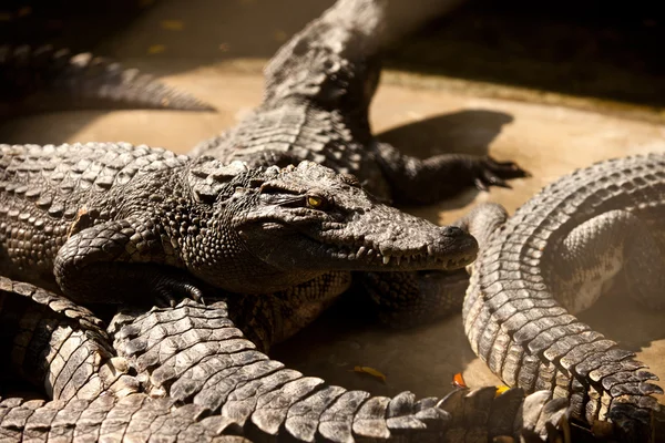 Crocodil — Fotografie, imagine de stoc