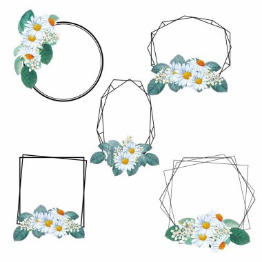 Suluboya papatya çiçekli kompozisyonlar, internette ya da basılı olarak kullanmak için mükemmel.