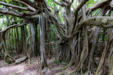 Anse Michel 'de incir ağacı, Sainte-Anne, Martinik, Fransız Antilleri