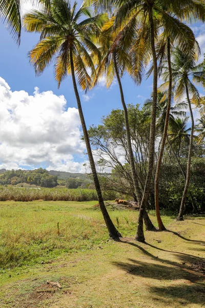 Sainte-Marie, Martinik, Fransız Antilleri