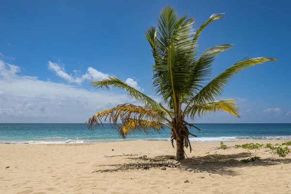 Playa Salines Santa Ana Martinica Antillas Francesas —  Fotos de Stock