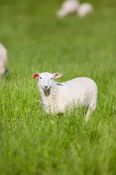 Sheep eat Grass — Stock Photo, Image
