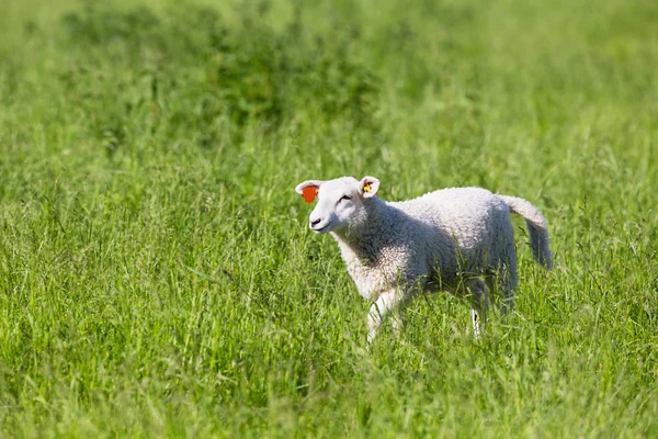 Sheep walking in the Grass — Stock Photo, Image