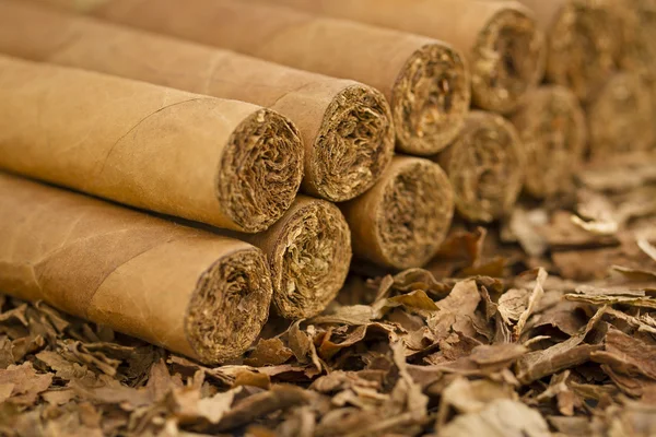 Zigarren auf Tabak — Stockfoto