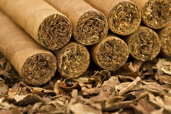 Cigars on Tobacco — Stock Photo, Image