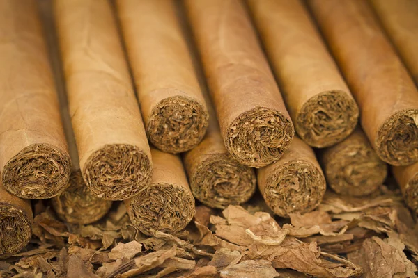 Cigars on Tobacco — Stock Photo, Image