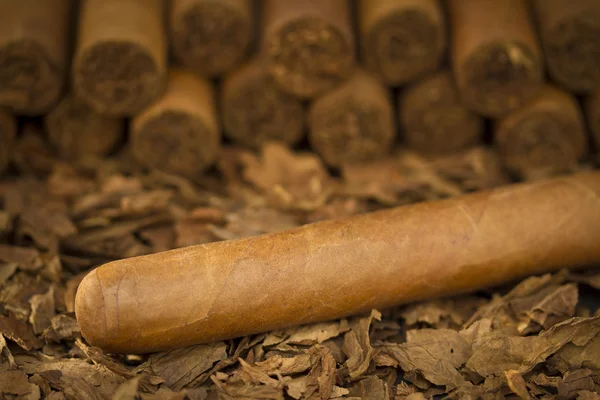 Cigar on Tobacco — Stock Photo, Image