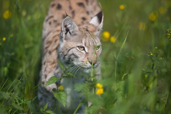 Lynx tajně v trávě — Stock fotografie