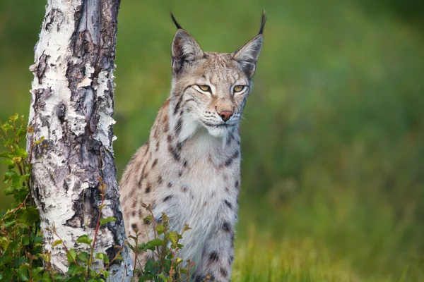 誇りに思って lynx 立って木 — ストック写真