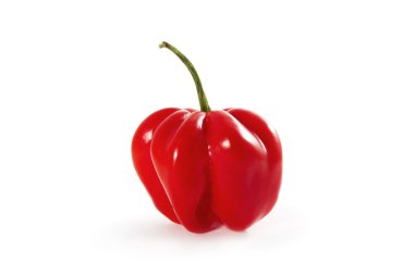 Organik habanero