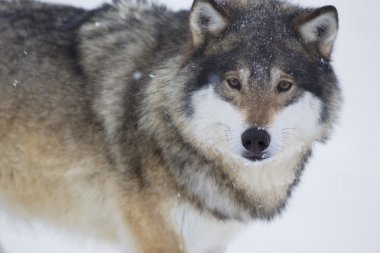 Kurt bakışı kamera