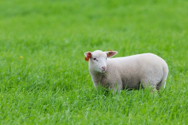 Çimenlerde duran kuzu