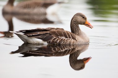 Greylag Goose in Water clipart