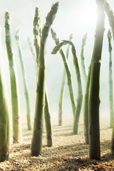 Asperges veld — Stockfoto