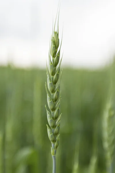 Paglia di grano — Foto Stock