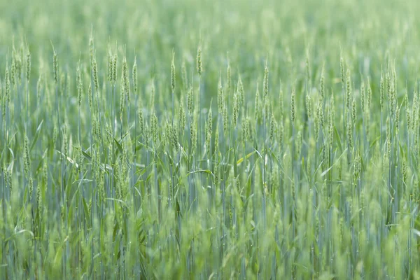 Coltivazione del grano — Foto Stock