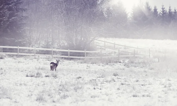 Soğuk bir kış sabahı geyik — Stok fotoğraf