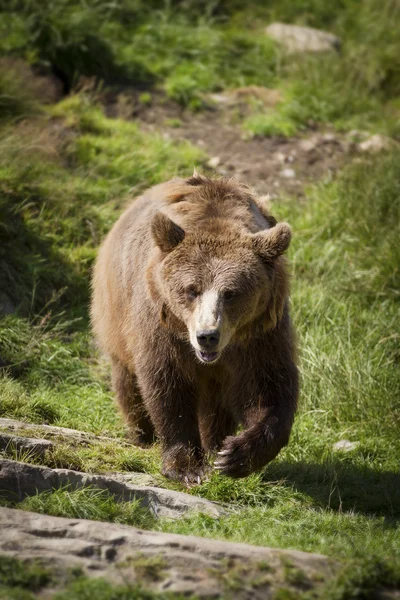 Walking Brown Bear — Stock Photo, Image