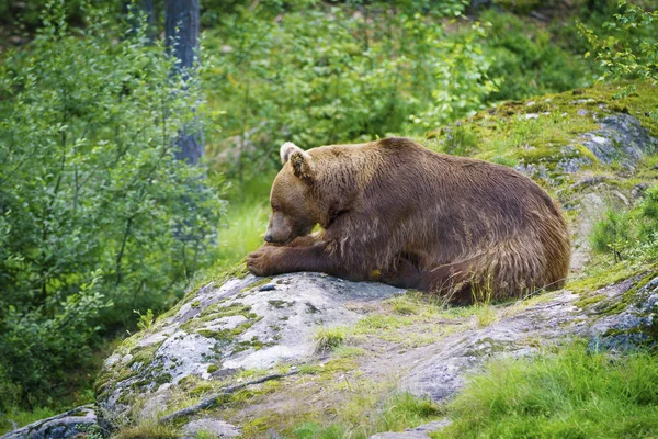Большой бурый медведь, питающийся рыбой — стоковое фото