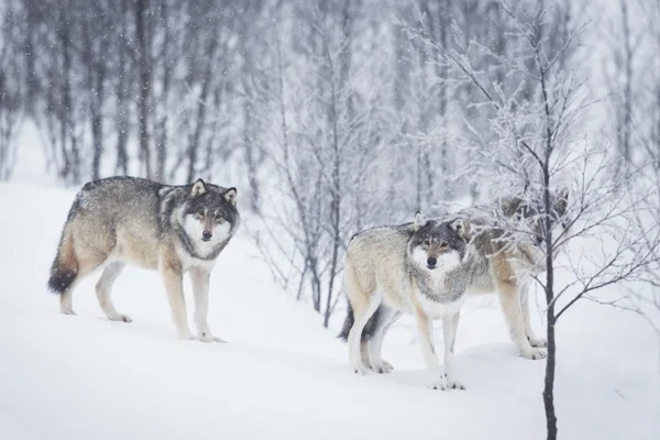 Drie wolven in de sneeuw — Stockfoto