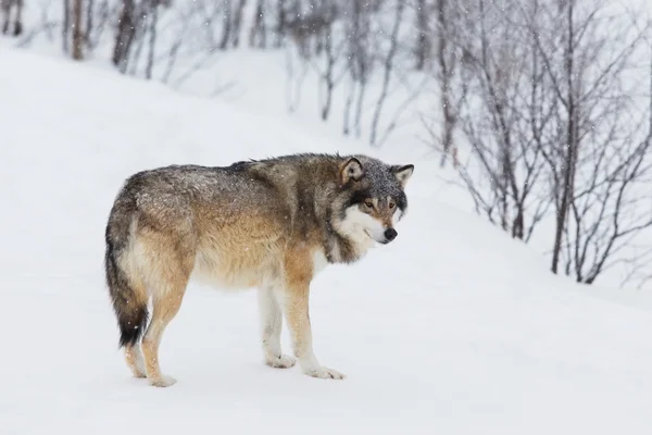 Um lobo sozinho na neve — Fotografia de Stock