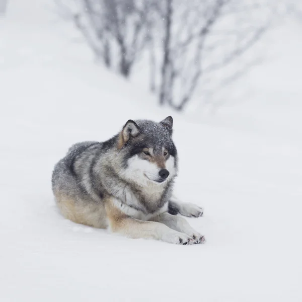 Un lobo descansando en la nieve —  Fotos de Stock