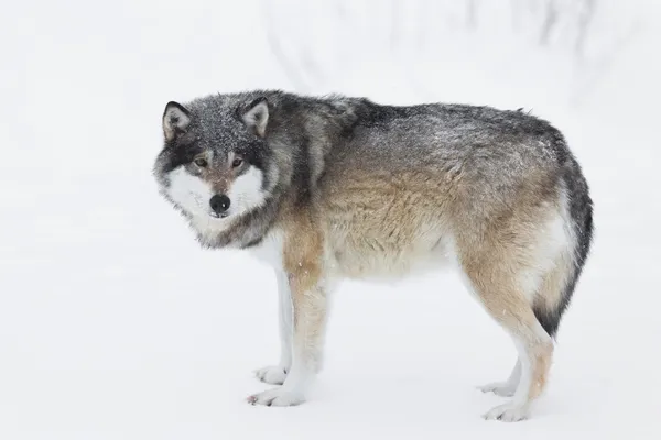 Один вовк в снігу — стокове фото