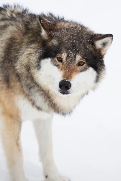 雪の中で一人で 1 つのオオカミ — ストック写真