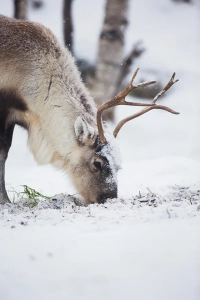 Reindeer Eat Grass in a Winter Forest — Stock Photo, Image