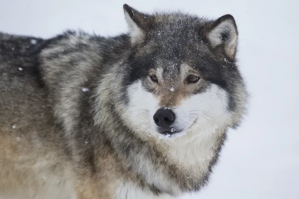 Wolf staande in de sneeuw — Stockfoto