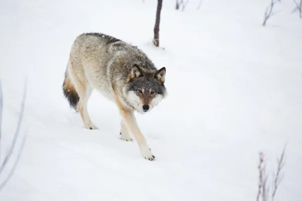 Jedna wilka w spaceru sam — Zdjęcie stockowe