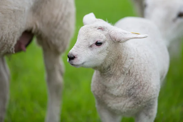Mother and her Lamb — Stock Photo, Image