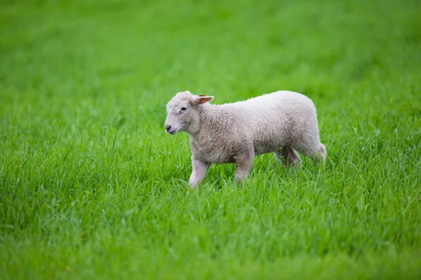 Lamb walking in the Grass — Stock Photo, Image