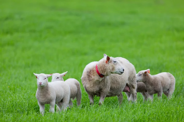 Mother and her Lambs — Stock Photo, Image