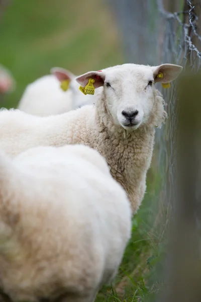 Sheeps standing behind fence — Stock Photo, Image