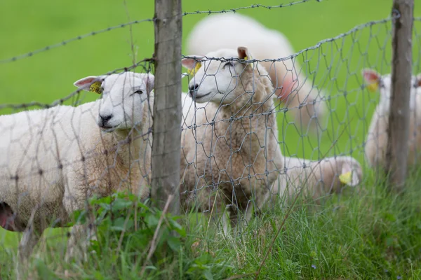 Sheeps standing behind fence — Stock Photo, Image