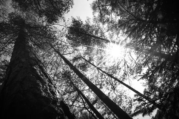 Tree tops bir ormanda güneş — Stok fotoğraf